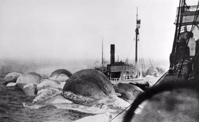 World:  c. 1910 Whale carcasses lashed to the stern of a whaling ship where they will be towed to an island beach and the blubber and fat removed and the rest left to rot.