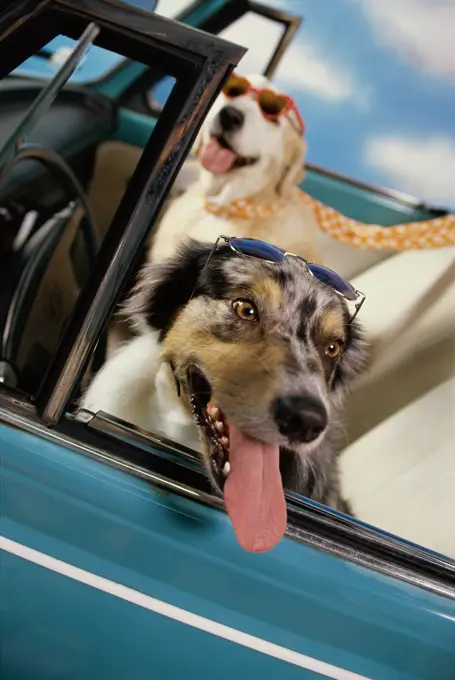 Close-up of two dogs in a convertible car