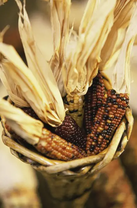 Close-up of dried Indian corn in a basket