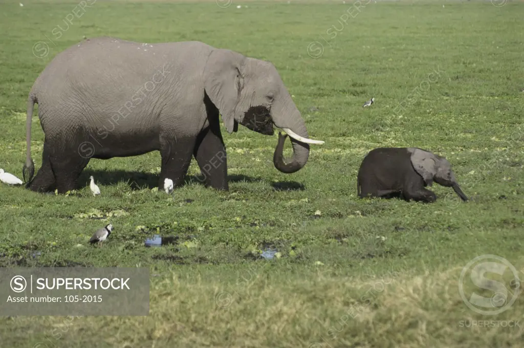 Elephants Amboseli National Park Kenya