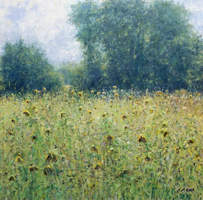 Sunflowers, Near Ampney Crucis, Gloucestershire. Afternoon, August. Charles Neal (b.1951 British) Oil On Canvas