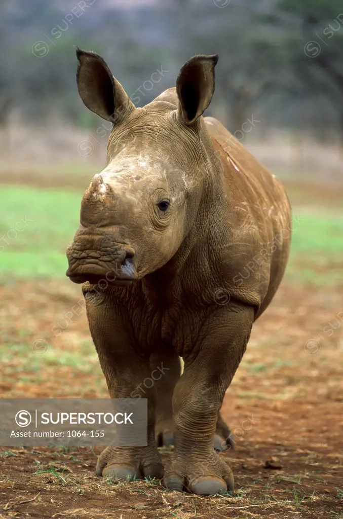 Front view of a White Rhinoceros