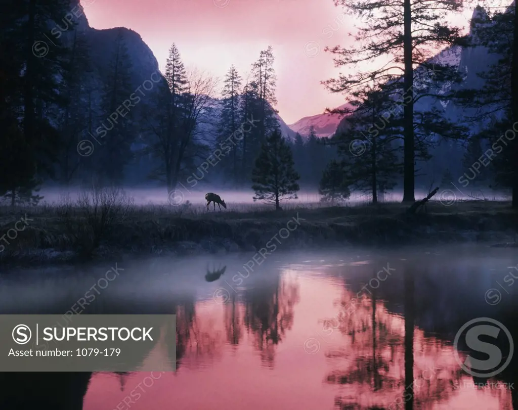 Mule Deer Yosemite National Park California USA