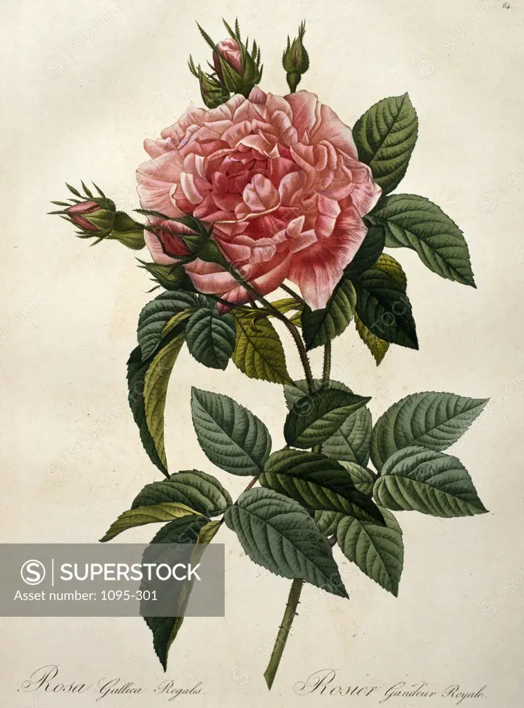 Rose (Rosa Gallica),  from Les Roses,  by Pierre Joseph Redoute,  (1759-1804),  USA,  Illinois,  Chicago,  Newberry Library