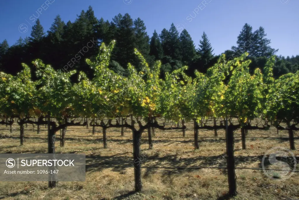 Grapevines in a vineyard, Napa Valley, California, USA