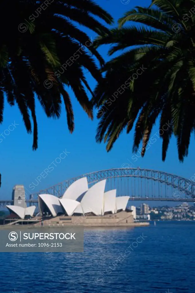 Palm trees in front of the Sydney Opera House, Sydney, Australia