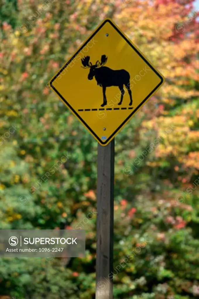 Moose crossing sign - SuperStock