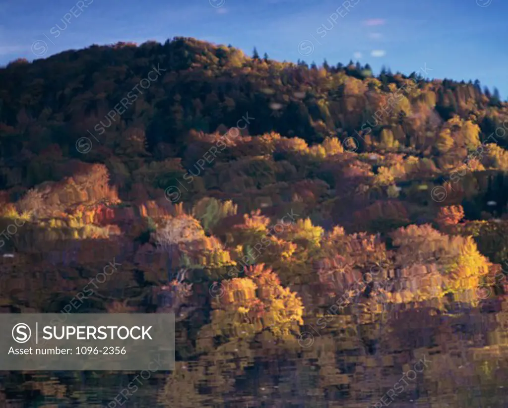 Forest on a hill