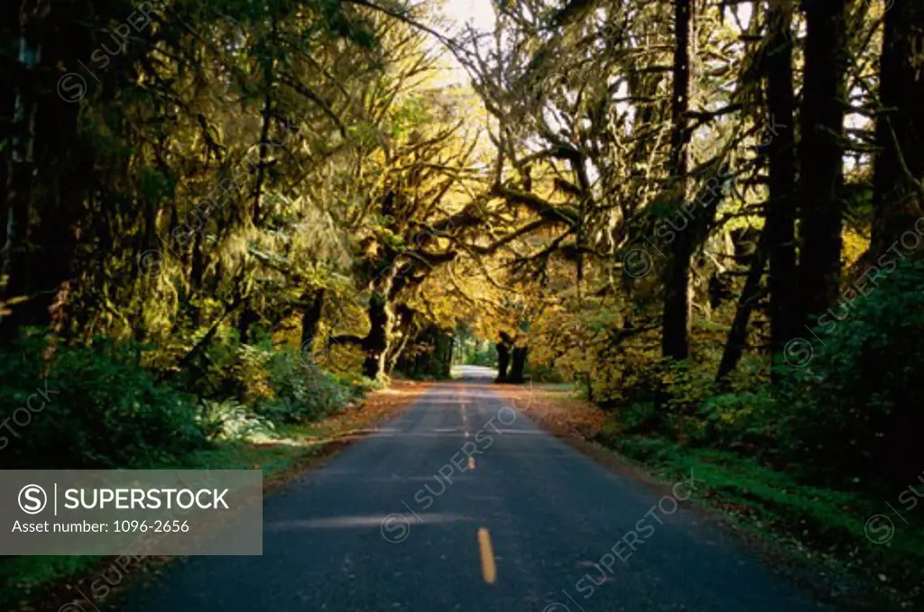 Trees along a road