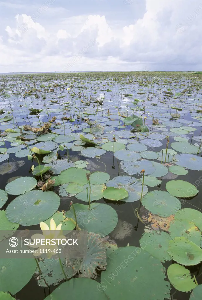 Lake Okeechobee Florida USA  