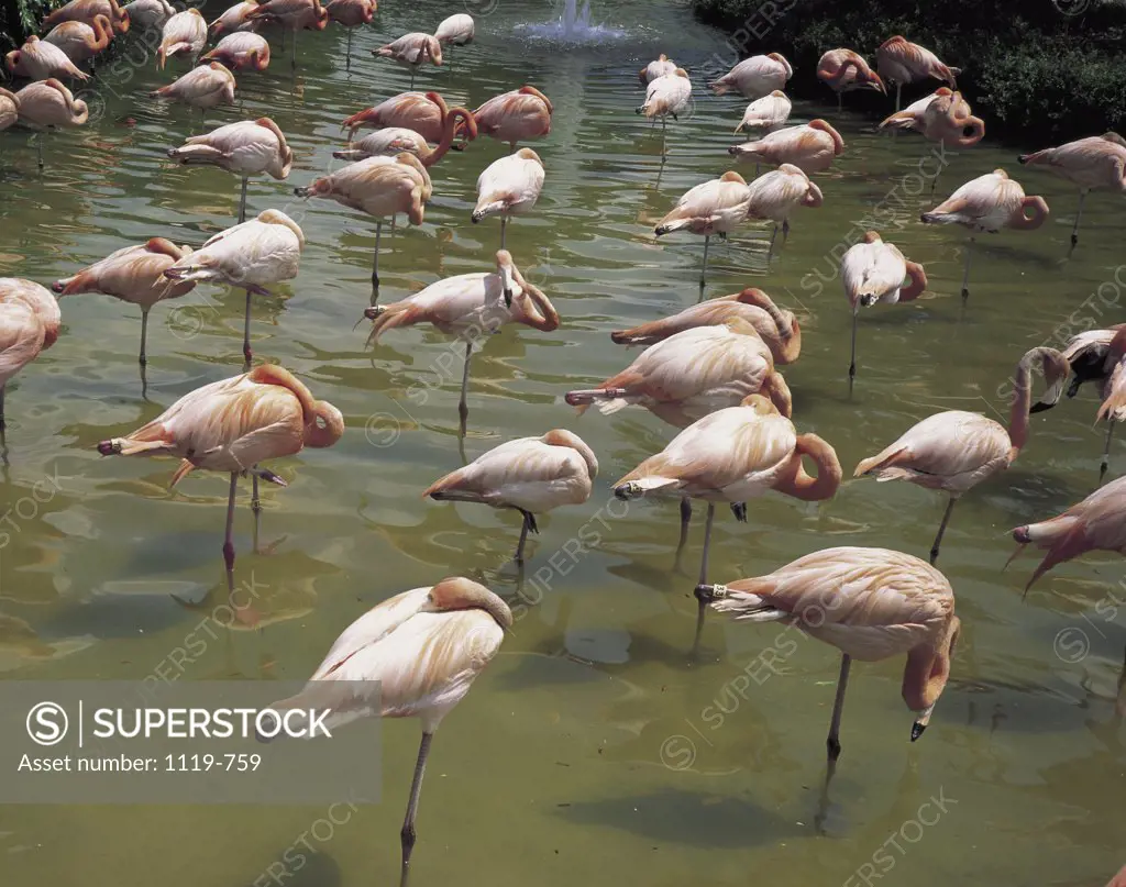 Flamingos Everglades National Park Florida USA 