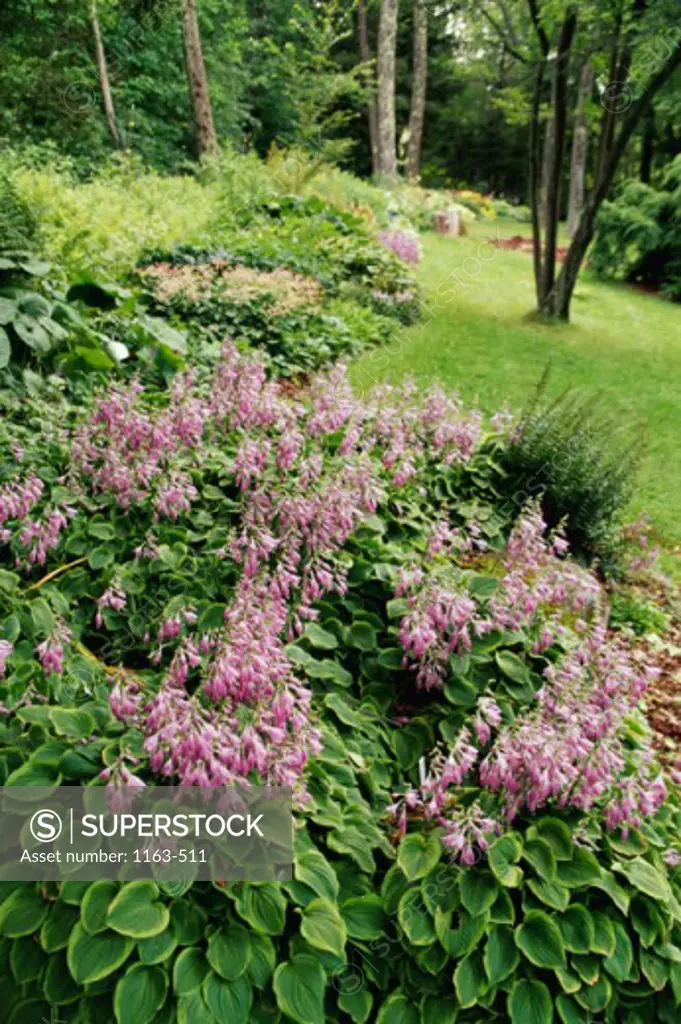 Flowering plants in a formal garden