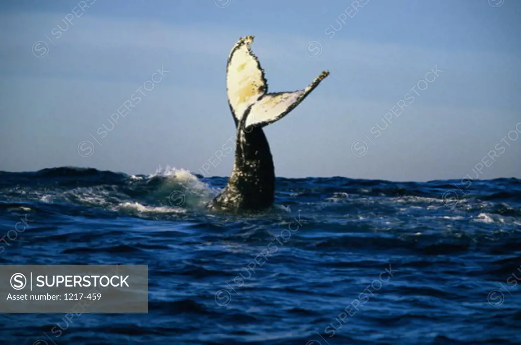 Humpback Whale