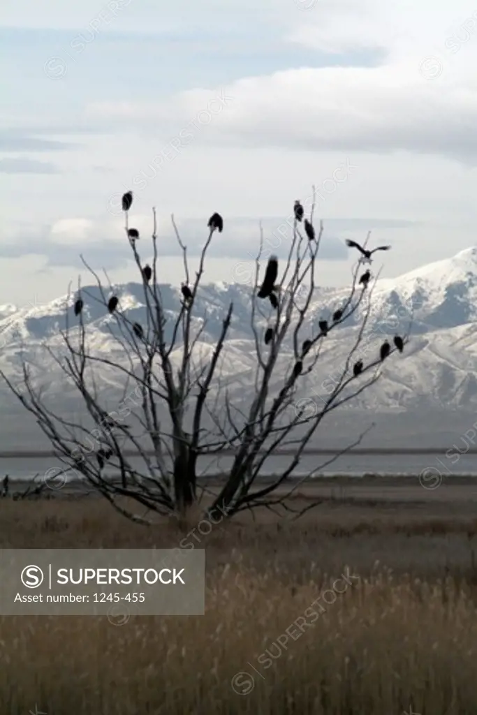 Bald Eagles Farmington Bay Bird Refuge Utah USA