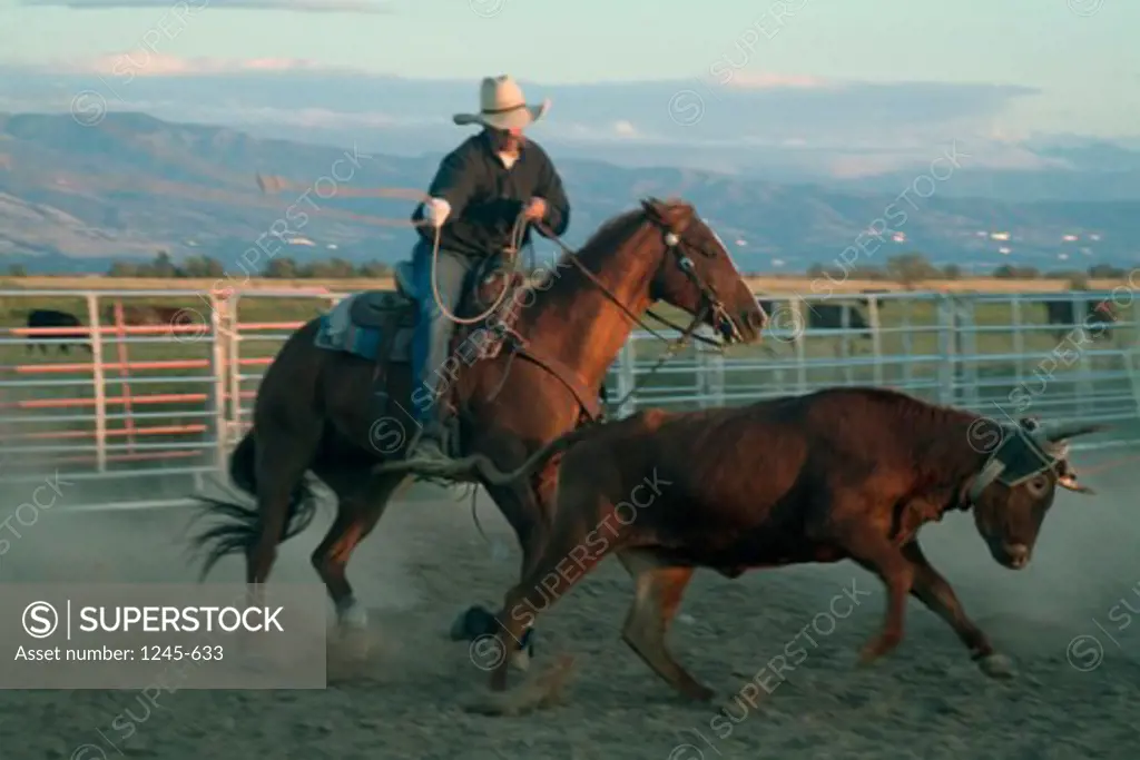 Cowboy riding a horse and lassoing a cow, Utah, USA