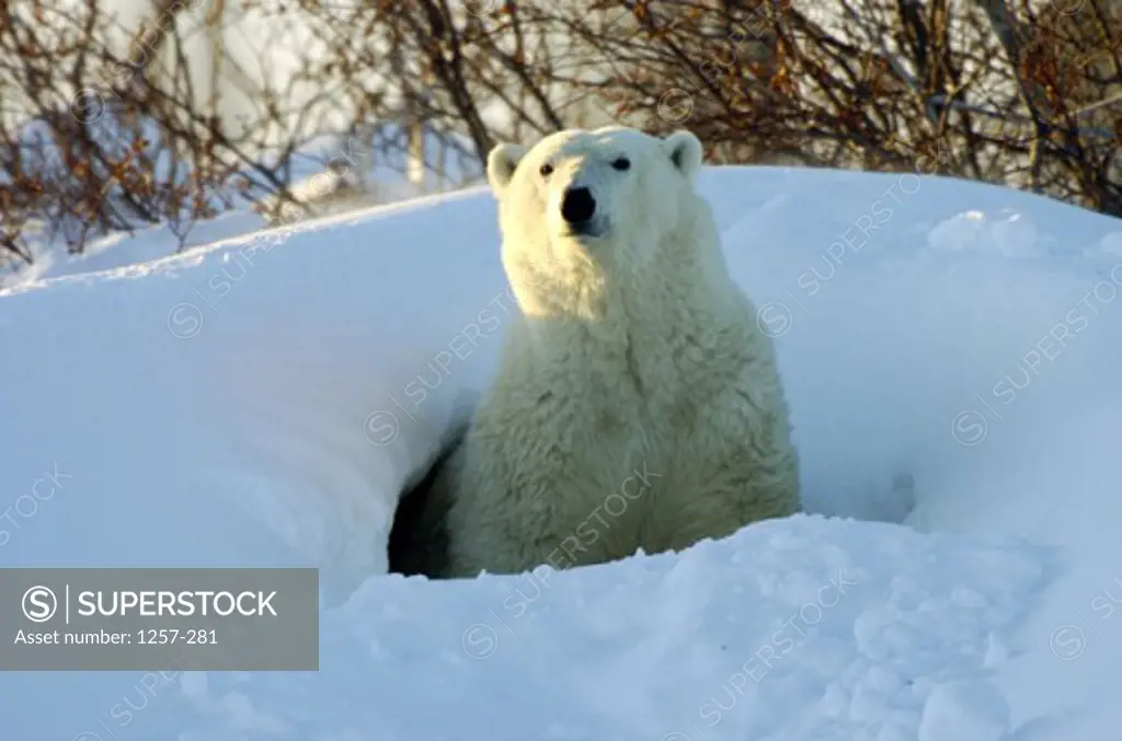 Polar Bear sitting at the entrance of a cave, Wapusk National Park, Manitoba, Canada (Ursus maritimus)