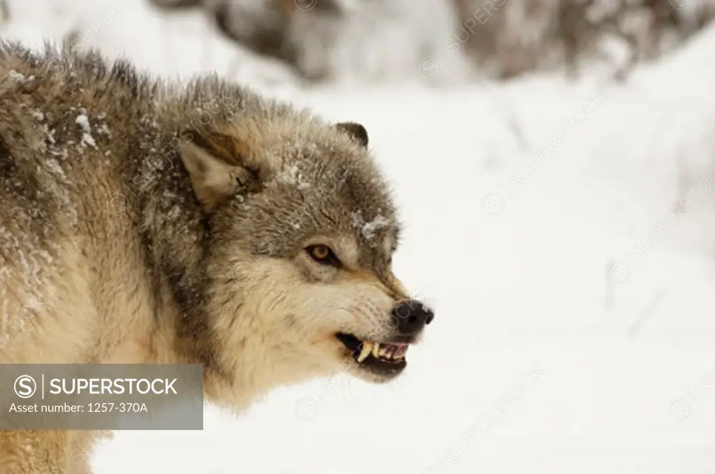 Side profile of a Gray Wolf snarling on snow (Canis lupus)
