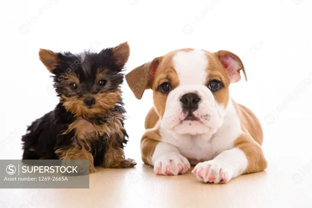 Bulldog puppy with a Yorkshire Terrier puppy