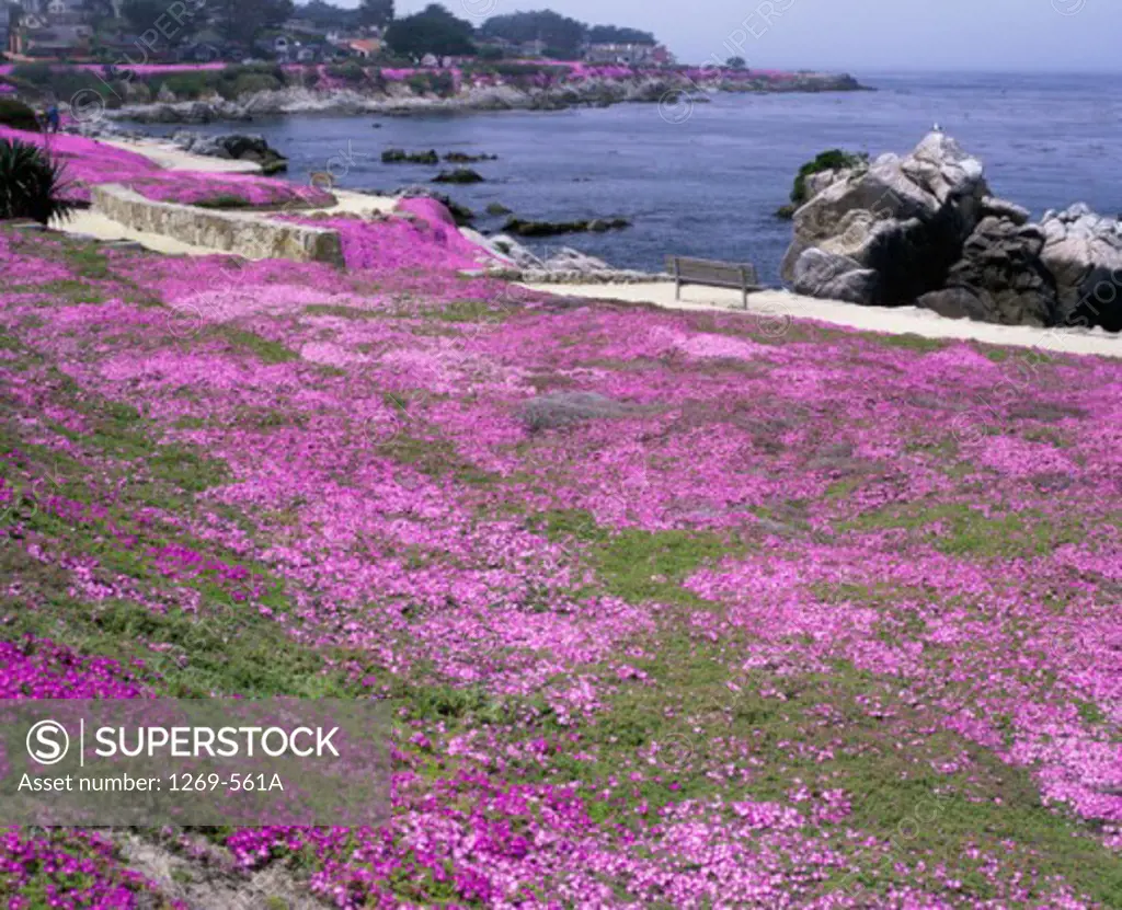 Flowers along a coast, Monterey, California, USA