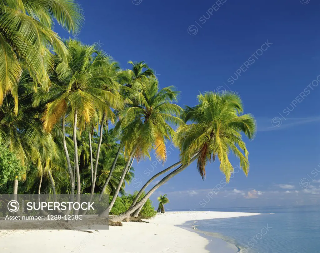 Palm trees leaning over the beach