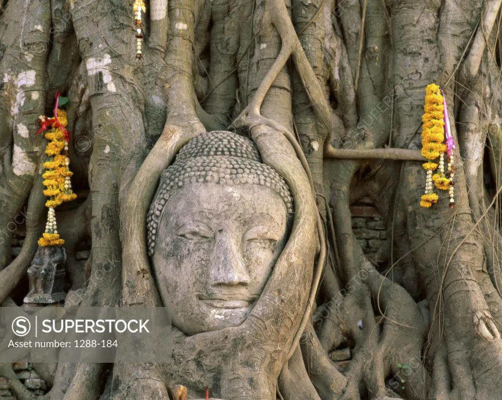 Buddha head in tree roots, Wat Mahathat, Ayutthaya, Thailand