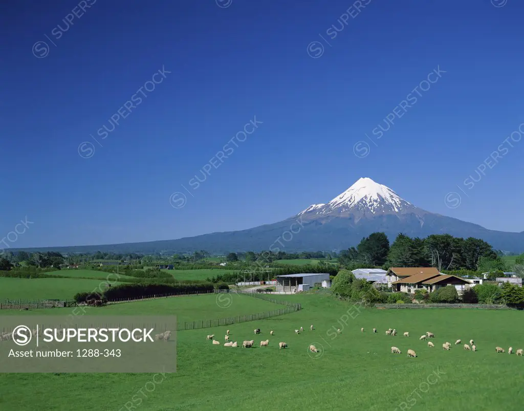 High angle view of cattle grazing on a farm, Mount Taranaki, Egmont National Park, New Zealand