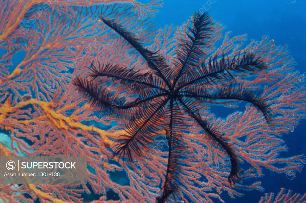 Close-up of a Feather Star, Nananu-i-Ra island, Fiji