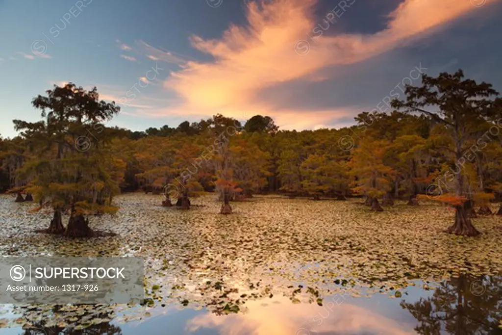 Bald cypress trees with Spanish moss in a swamp, Cypress Swamp, Caddo Lake, Texas-Louisiana, USA