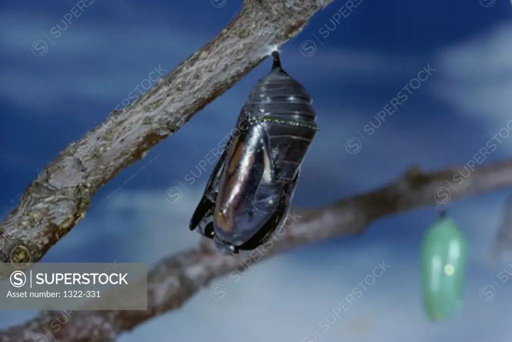 Monarch Cocoon