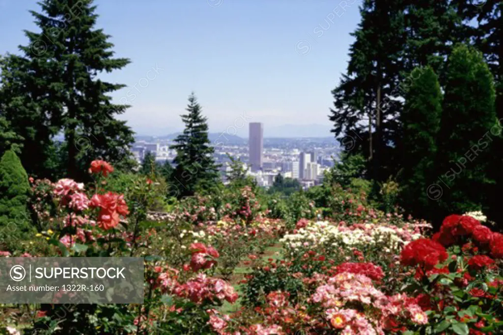 Flowering plants, Portland, Oregon, USA