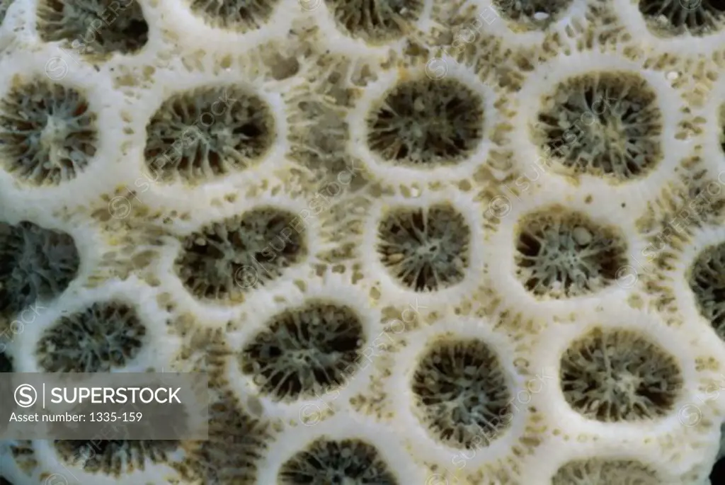 Star Coral Fossil, Netherlands Antilles