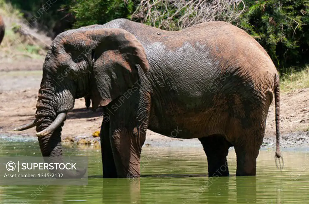 African elephant (Loxodonta africana) in a river, Lualenyi Game Reserve, Kenya