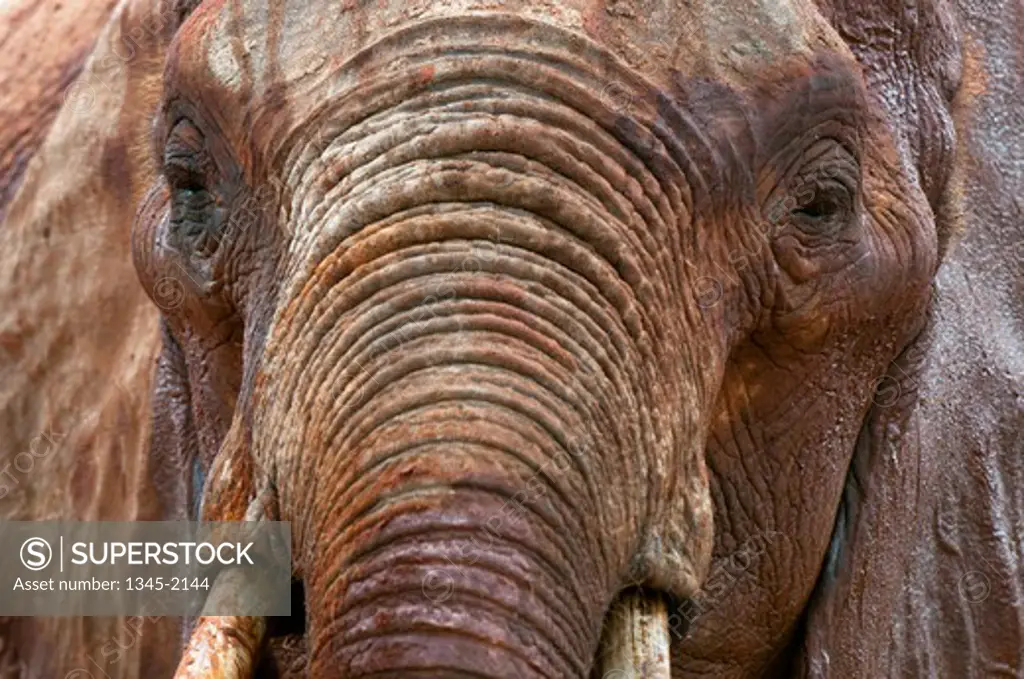 Close-up of an African elephant (Loxodonta africana), Tsavo East National Park, Kenya