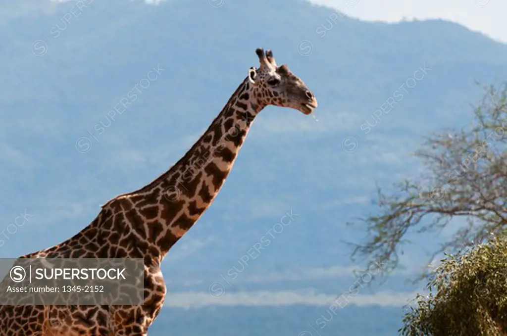 Giraffe (Giraffa camelopardalis) in a field, Tsavo East National Park, Kenya