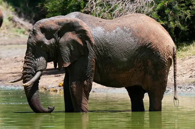 African elephant (Loxodonta africana) in a river, Lualenyi Game Reserve, Kenya