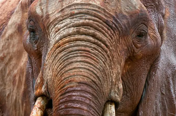 Close-up of an African elephant (Loxodonta africana), Tsavo East National Park, Kenya