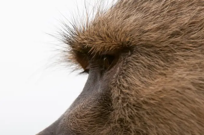 Close-up of Yellow baboon (Papio cynocephalus), Tsavo East National Park, Kenya