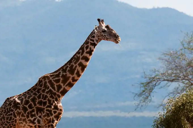 Giraffe (Giraffa camelopardalis) in a field, Tsavo East National Park, Kenya