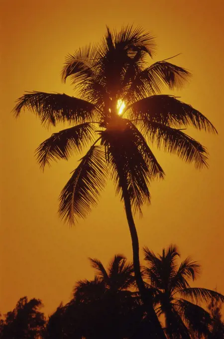 Silhouette of a palm tree, Key West, Florida, USA