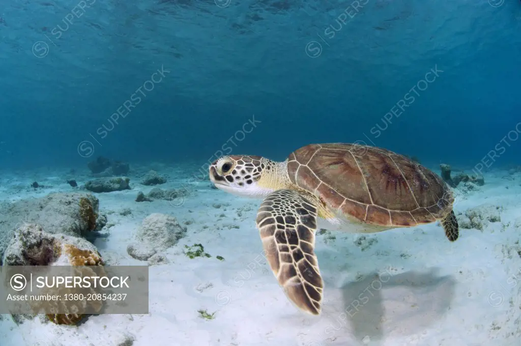 Green turtle swimming on the sand in 1000 steps. Bonaire, Dutch Caribbean