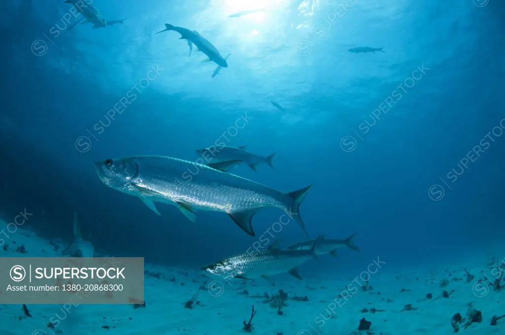 Tarpon in White Hole. Bonaire, Dutch Caribbean