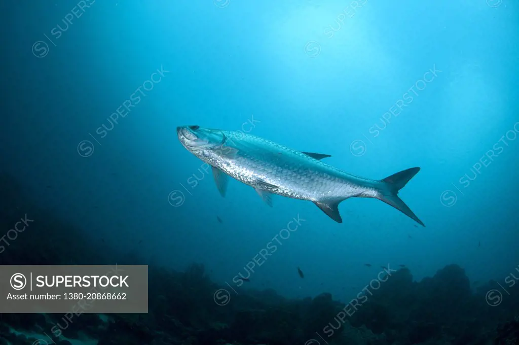 Tarpon in White Hole. Bonaire, Dutch Caribbean