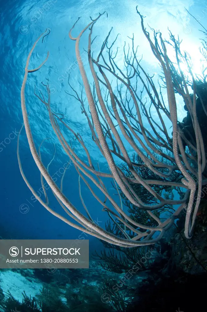 Soft Coral. Bonaire, Dutch Caribbean