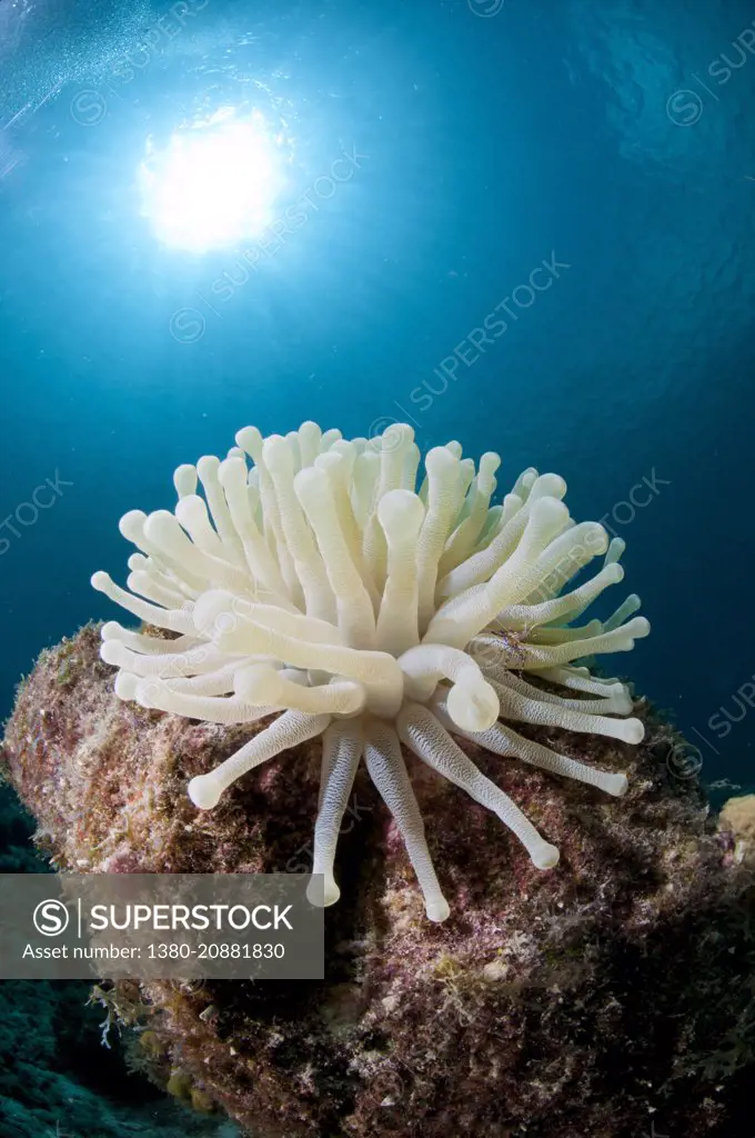 Anemone. Bonaire, Dutch Caribbean