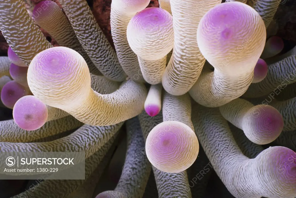 Close-up of sea anemones underwater