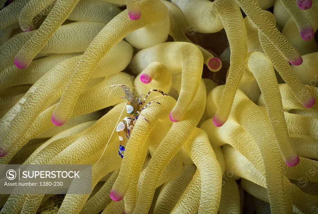 Close-up of a Sea Anemones