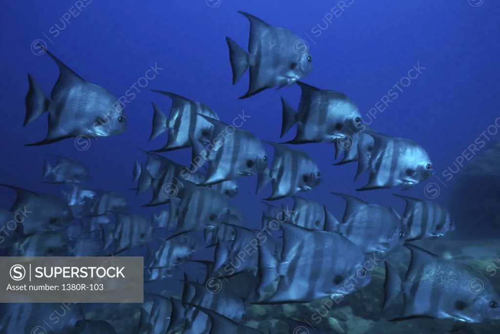 School of spadefish in the sea