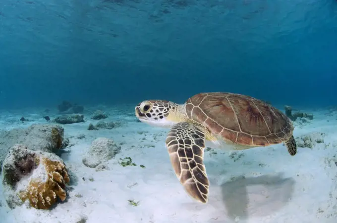 Green turtle swimming on the sand in 1000 steps. Bonaire, Dutch Caribbean