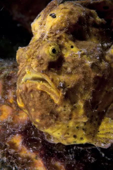 Yellow frog fish. Bonaire, Dutch Caribbean