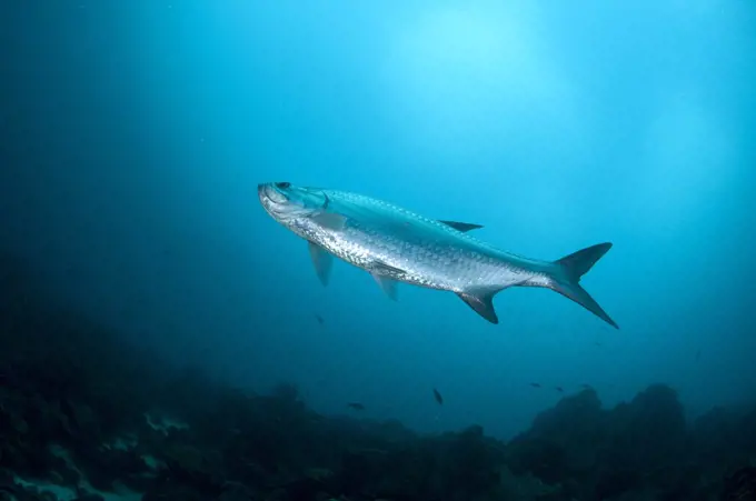 Tarpon in White Hole. Bonaire, Dutch Caribbean